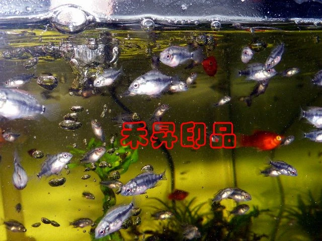 花羅漢、招財魚、財神魚、風水魚（1-2公分、售39元)