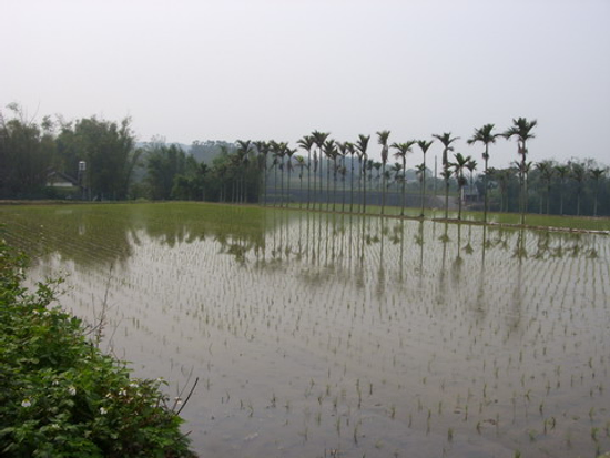 苗栗西湖農地