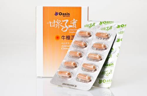 甘泉牛樟芝子實體
