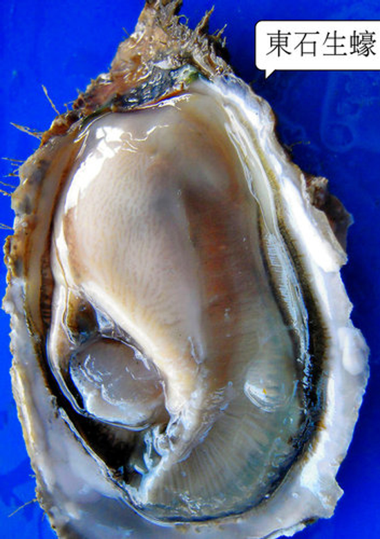 焗烤東石生蠔~歡迎碳烤店.吃到飽店大量訂購！買10斤送1斤