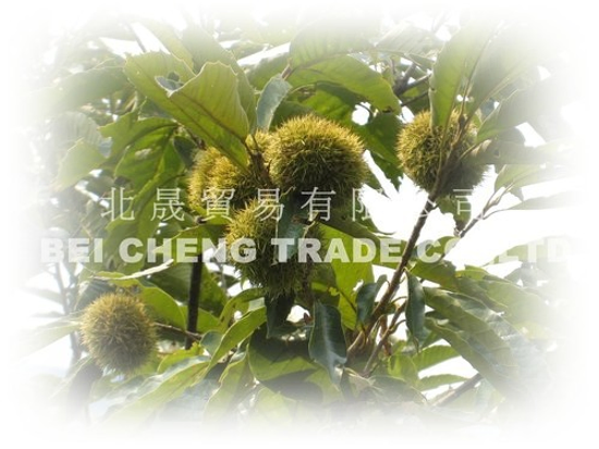天津甘栗的由來