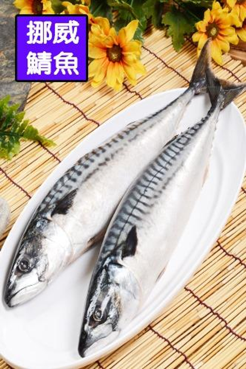 挪威鯖魚