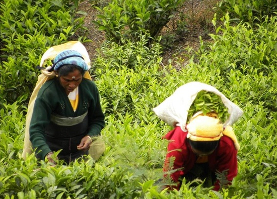 斯里蘭卡要煮出全球最大一杯茶