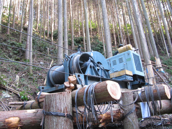 專業伐木服務，疏伐採伐，杉木林砍伐，林班地伐木