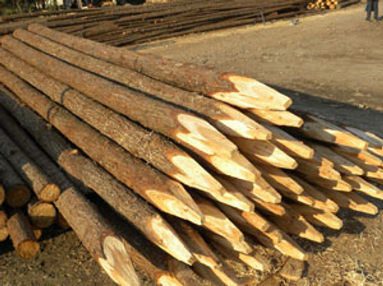 杉木樁，直徑5~25公分，長度120~800公分