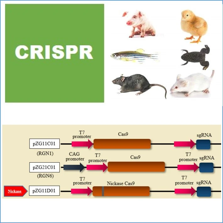 CRISPR For in-vitor