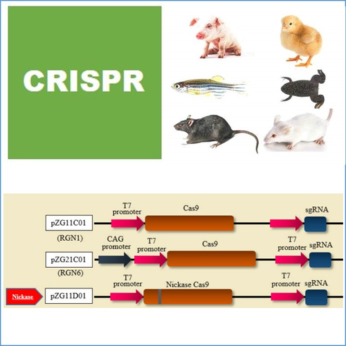 CRISPR For in-vitor