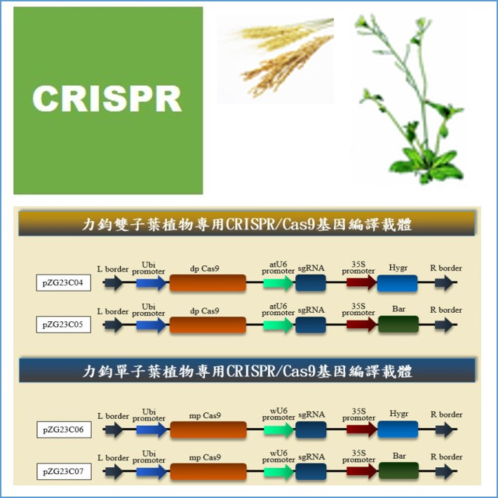 CRISPR For Plants