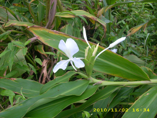 野薑花的回憶