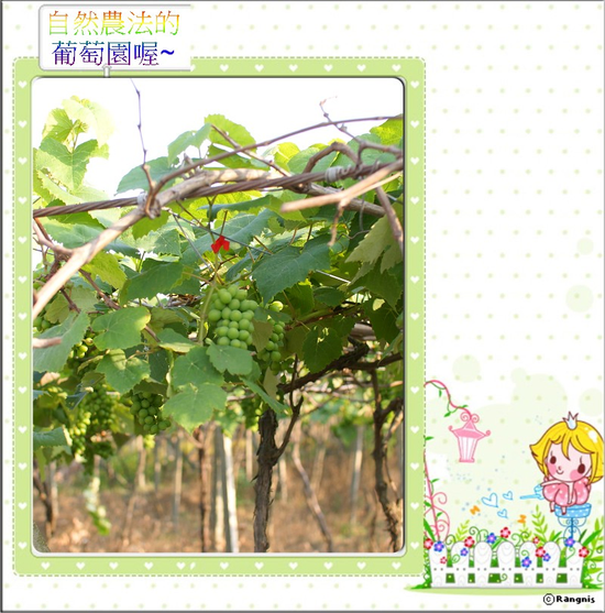 認識自然發酵葡萄酒、醋