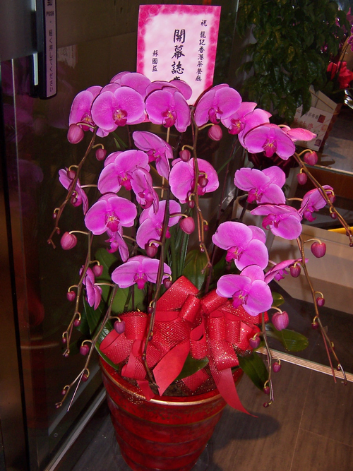 特級蝴蝶蘭4800元