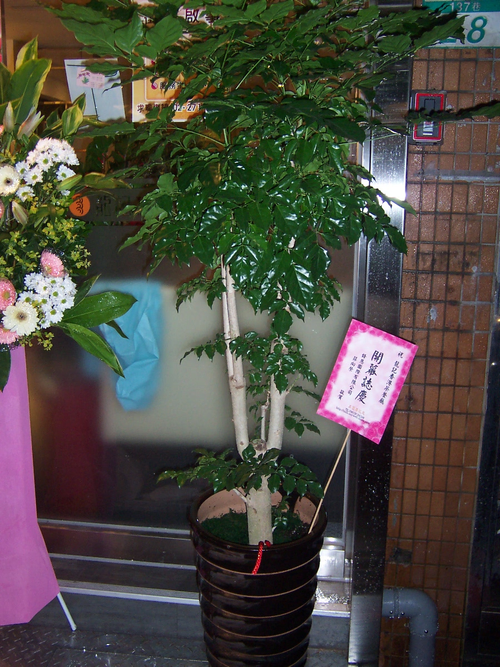 旺旺樹特價3500元