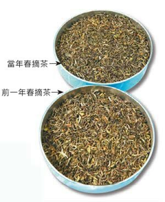 大吉嶺春摘茶