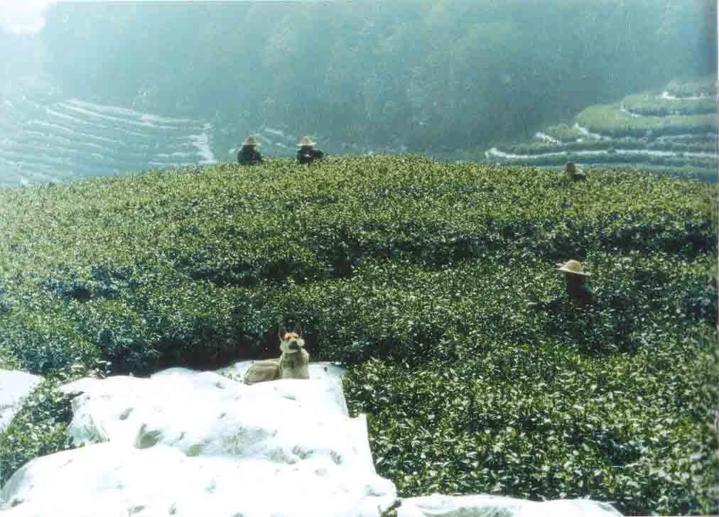 杭州市の茶畑、九曲紅梅の生産地のひとつ 早春二月（西湖龍井茶）