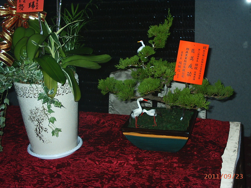 松 2000