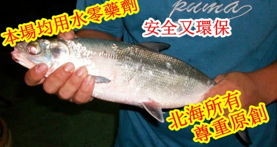 屏東-活餌販售:軟骨魚、虱目魚。海水池釣餌、放長線專用餌