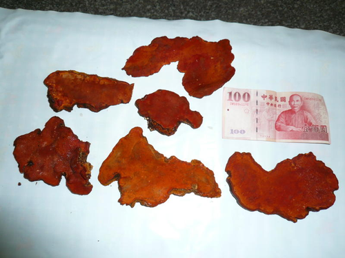 生鮮牛樟芝
