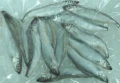 海龍王鮮凍柳葉魚