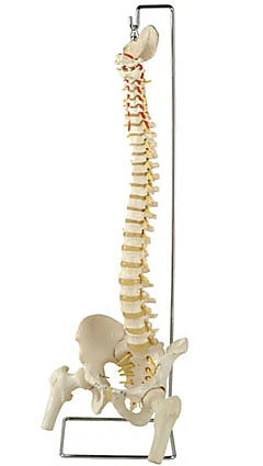 人體 自然大脊椎附骨盆、半腿骨教學模型 脊柱模型 脊椎模