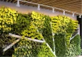 庭園造景-室內綠化-植生牆-會場布置-花藝教學設計