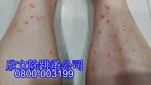 欣立除蚤公司