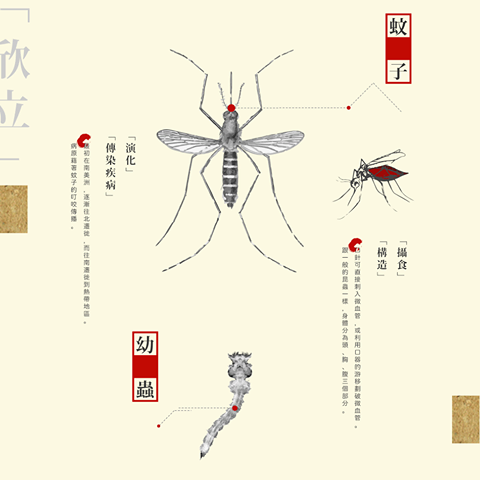 【不可輕忽的蚊子】除了叮咬造成紅腫發癢外，是許多傳