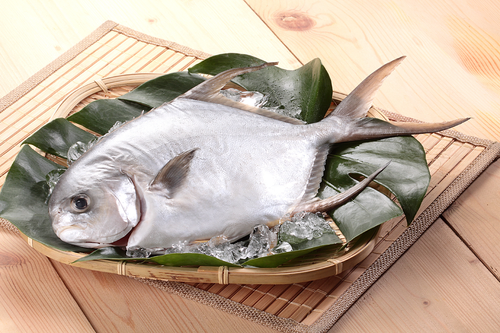 海金鯧魚