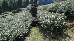 Rotary/Tilling blade of tiller/cultivator/weeder/hand tractor (中耕機/耕耘機)