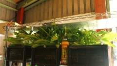 君沛光電led植物生長燈實種效果