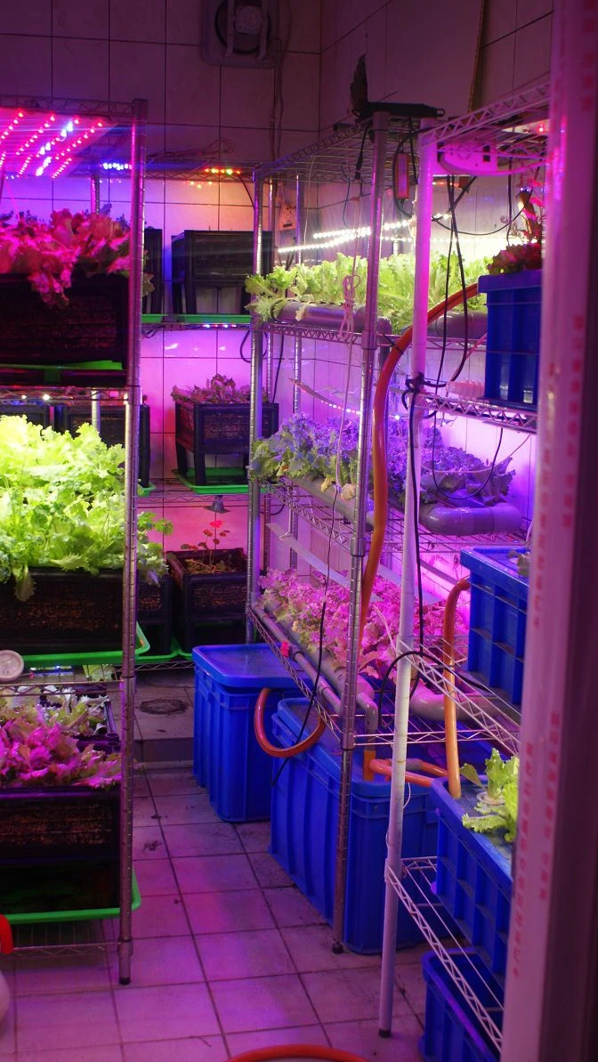36W LED植物生長燈版 可客製不同混光搭配