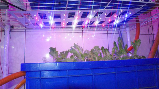 36W LED植物生長燈版 上市公告