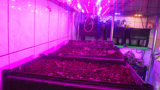 <div>led植物生長燈種植 冰花Ic