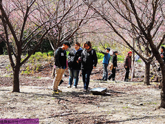 武陵農場景點,武陵農場旅遊,武陵農場包車,武陵賓館