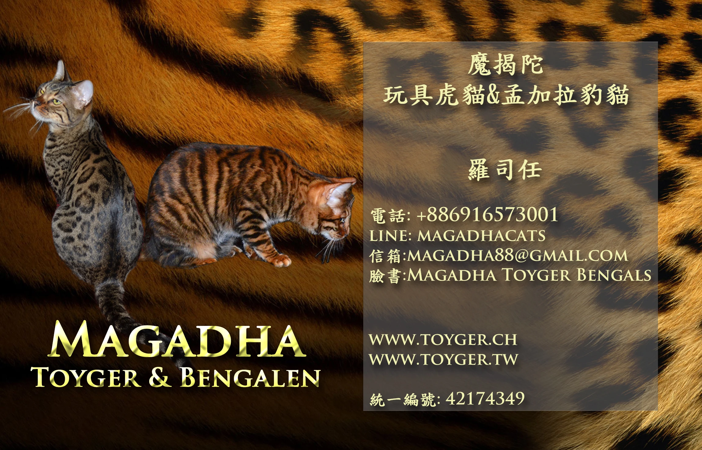 摩揭陀企业社,玩具虎猫,孟加拉豹猫,虎猫,豹猫,toyger / 桃园市