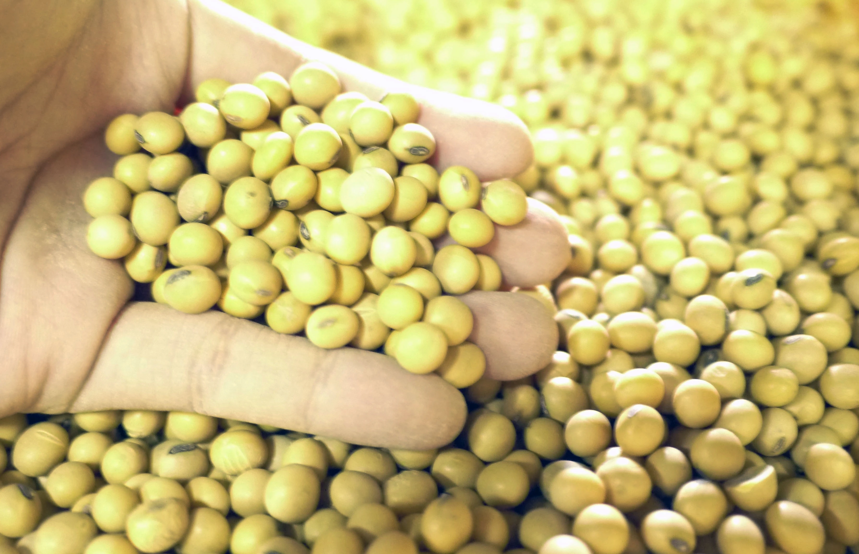 基改黃豆, 非基因改造黃豆, 單一品種黃豆
