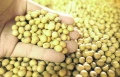 基改黃豆, 非基因改造黃豆, 單一品種黃豆