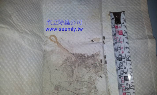 請問老鼠屎的形狀