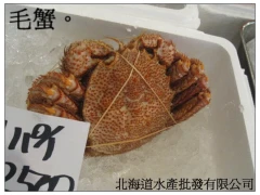 毛蟹