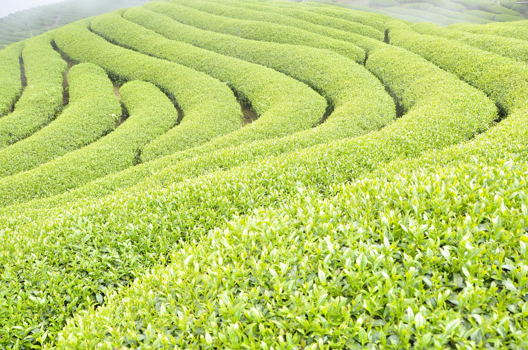 寶澤國際&amp;名品製茶廠提供台灣優質茶葉之批發與銷售
