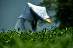 老茶農