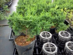 黑軟盆購買數量需50盆以上