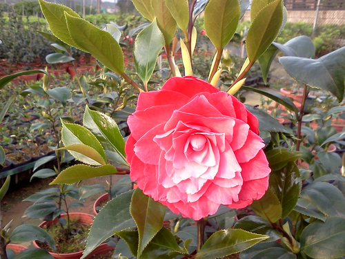 六吋盆