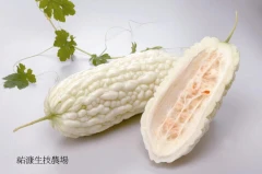 祐漮生技農場溫室苦瓜