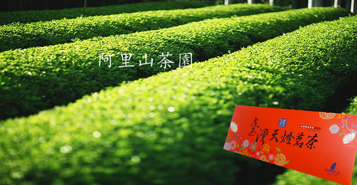 阿里山茶葉禮盒