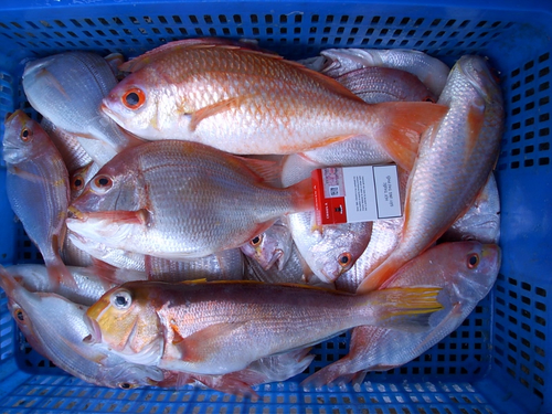 冰鮮魚