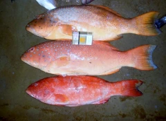 冰鮮魚