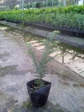 紅豆杉苗