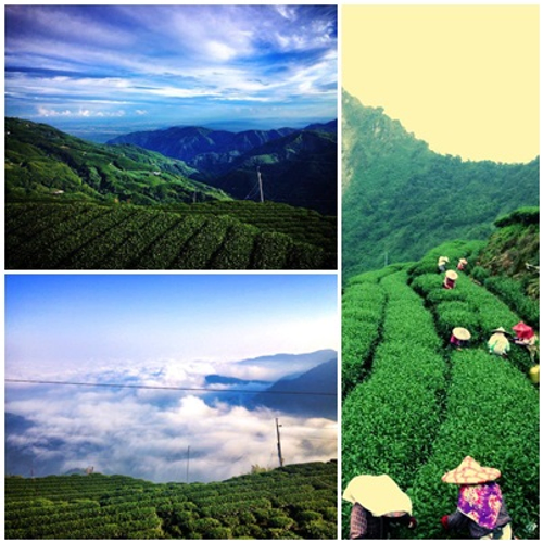 茶園一景