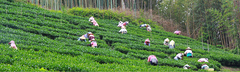自然生態茶園