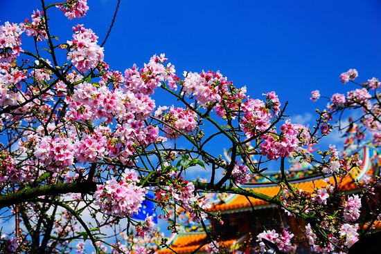 ◆【花現大阪‧櫻紀行】～京、阪、神、奈良四都、紀州